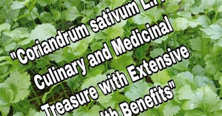 A Culinary And Medicinal Treasure