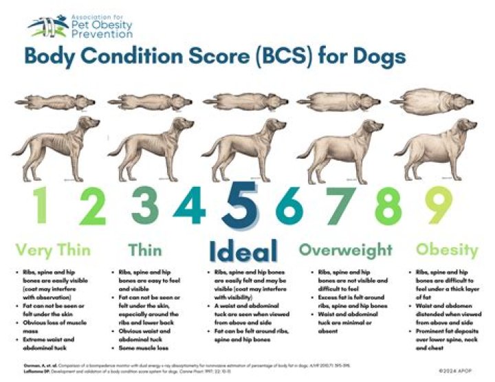 A Guide To Canine Bliss