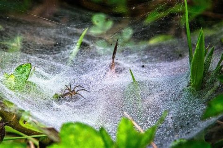 Australia Spiders: Exploring the Fascinating World of Arachnids Down Under