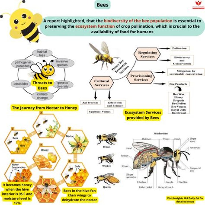 Bee: Understanding the Vital Role of Bees in Our Ecosystem