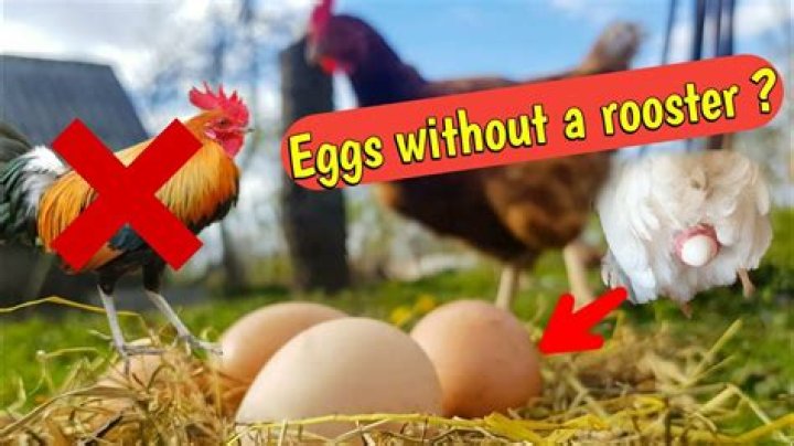 Can Hens Produce Eggs Without a Rooster? Everything You Need to Know