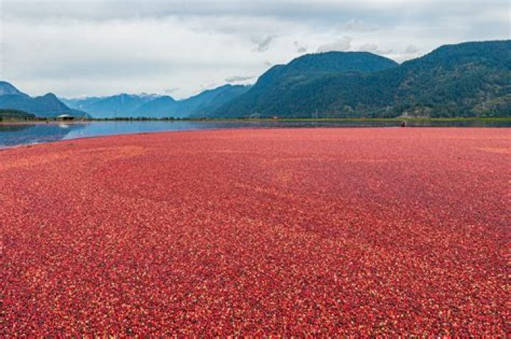 Cranberry Farmer Covered in Spiders: The Untold Story and Fascinating Insights