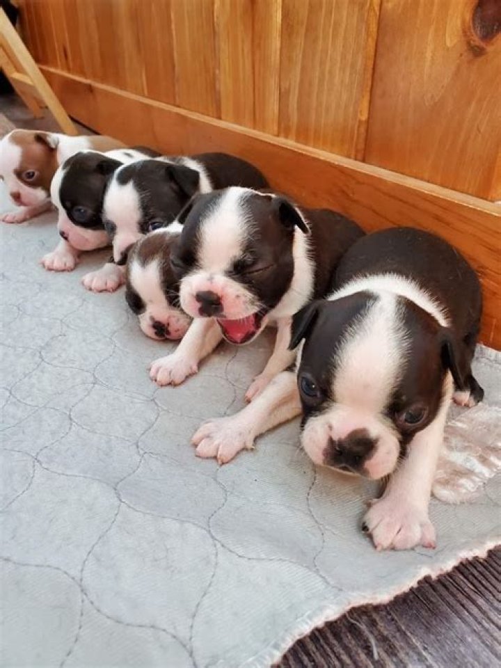 Discover The Enchanting World Of New England Boston Terriers