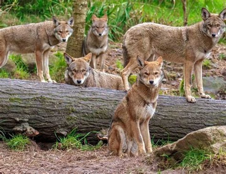 Discover the Fascinating World of Coza Animals: A Comprehensive Guide