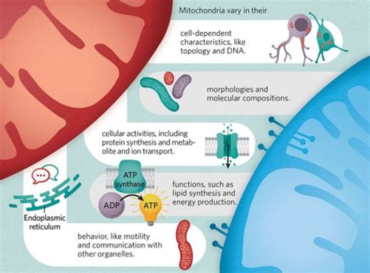 Discover the Multifaceted World of Ximena Saen