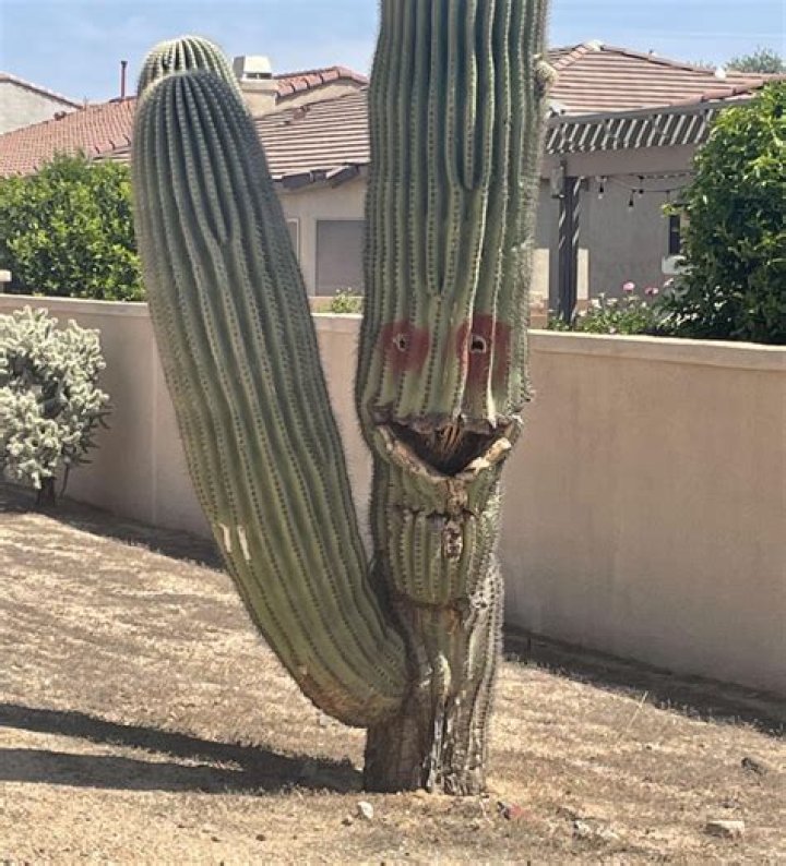 Discover The Secrets Of Humor In Nature