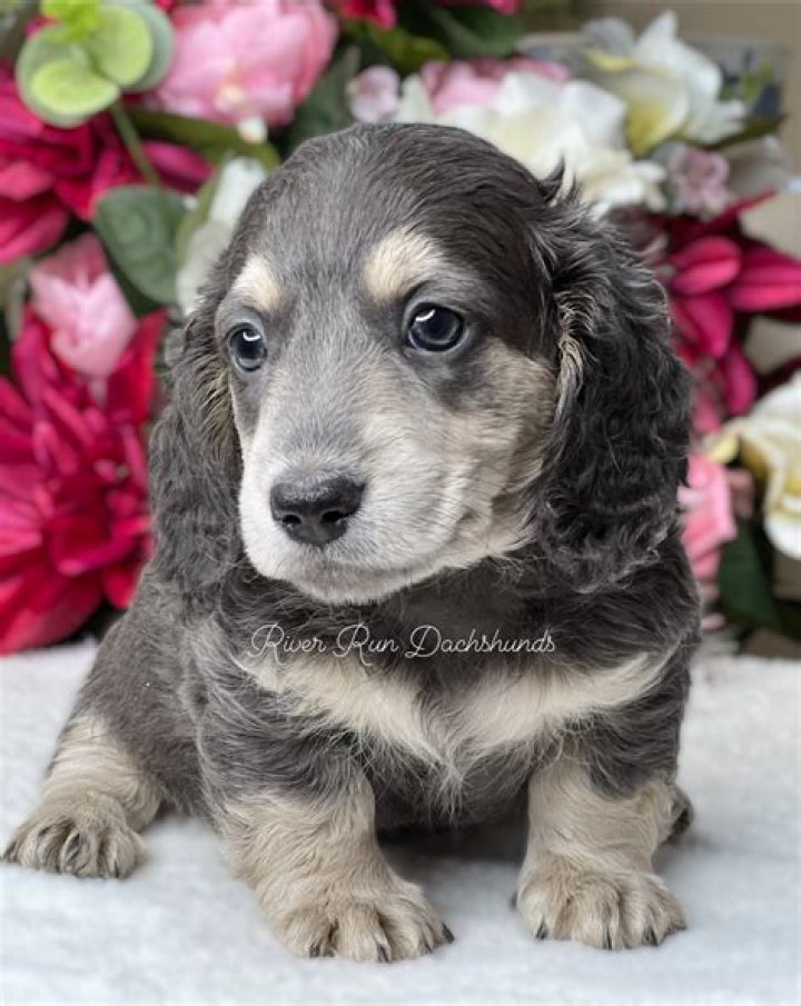 Discover The Unparalleled World Of River Run Dachshunds