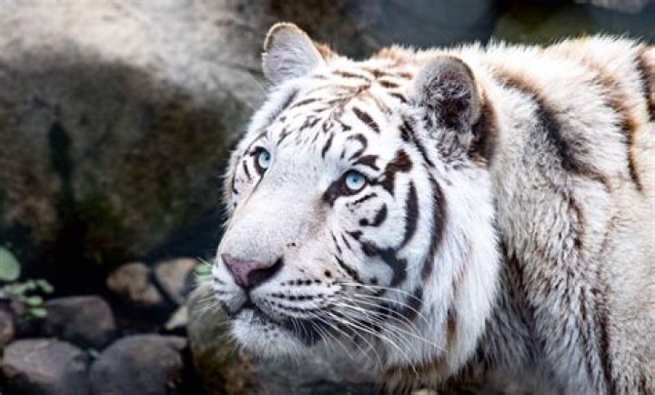 Discover The Wonders Of Wildlife At Dew Haven Maine Zoo And Rescue