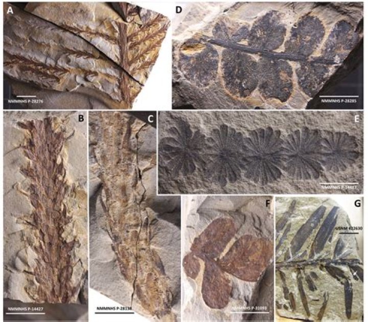 Discoveries From Anthony DiMichele's Plant Odyssey