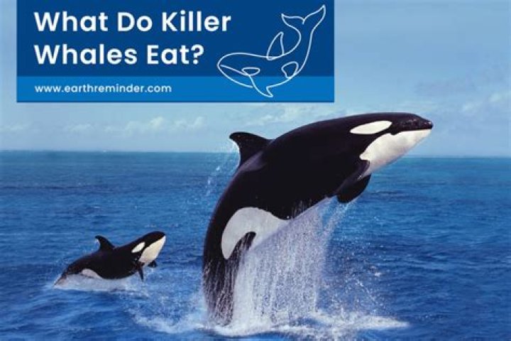 Do Killer Whales Eat Polar Bears: A Comprehensive Analysis of Their Feeding Habits