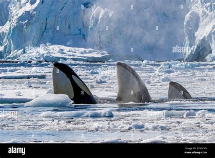 Do Orcas Eat Polar Bears? Exploring the Truth Behind Killer Whales and Polar Bear Interactions