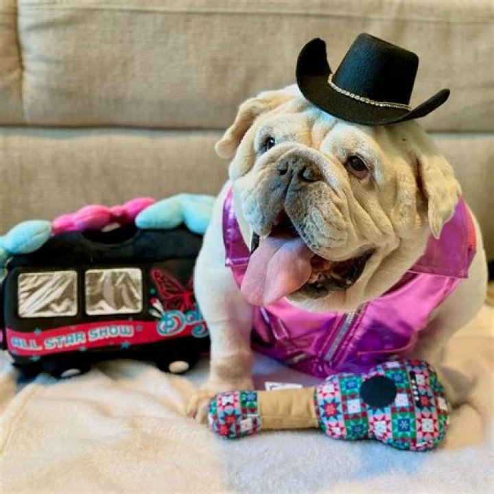 Dog with Pinwheel Hat: A Playful Fashion Trend for Your Furry Friend
