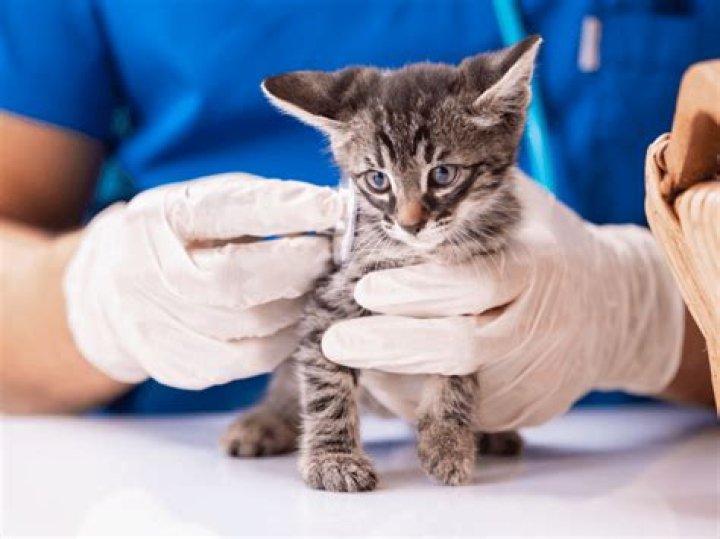 Dr. Pol Retiring: What It Means for Fans and Future of Animal Care