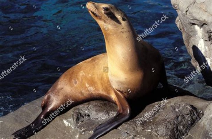 Exploring the Everglades Seal: A Fascinating Marine Mammal