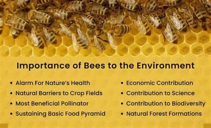 Exploring the Fascinating World of Bees: Why They Matter to Our Planet