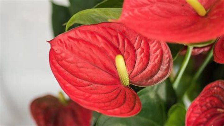 Exploring the Rise of Emma Anthurium Star: A Comprehensive Guide