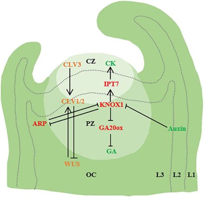 Joe Scarborough Health: An In-Depth Look at His Wellness Journey