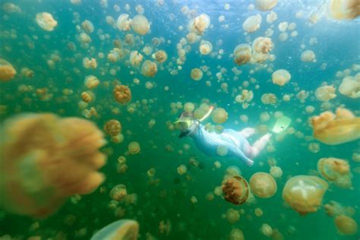 Michael Himawan Photography Jellyfish: Capturing the Beauty Beneath the Waves