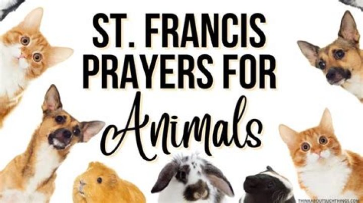 Prayer To St. Francis For Sick Pets