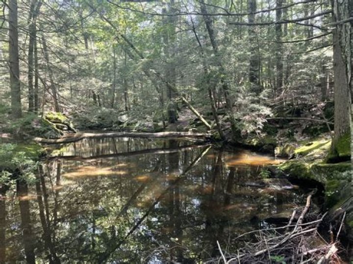 Roaring Brook Nature Center: A Haven for Nature Lovers