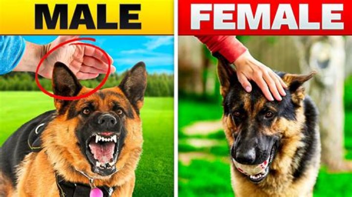 The Ultimate Guide to Understanding Dogxxx: Everything You Need to Know