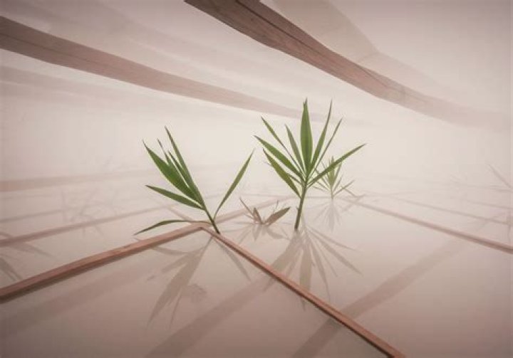 Ti Son Domani Age: Understanding the Impact of Age in Today's Society