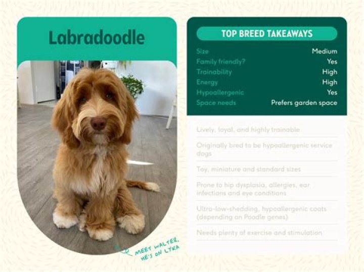 Uncover Fascinating Insights Into This Exceptional Breed