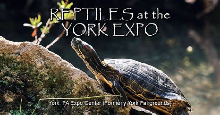 Uncover The Enchanting World Of Reptiles At The Boston Reptile Expo