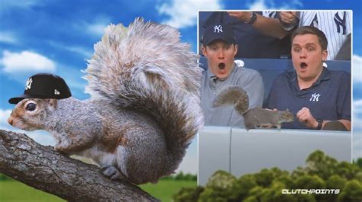 Unlock The Secrets Of The "Squirrel Yankee Stadium" Phenomenon