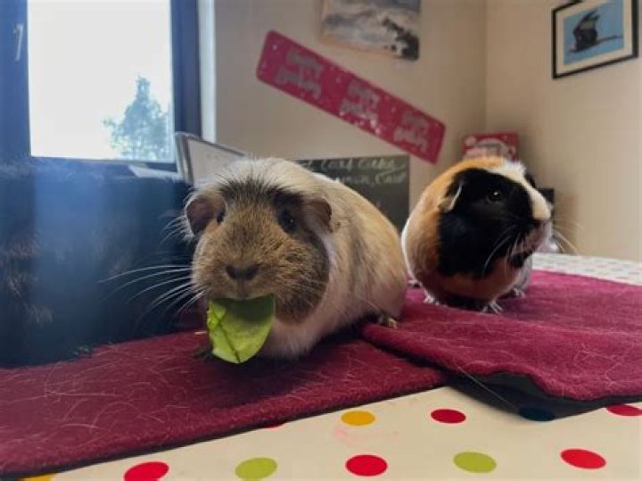 Unlocking The Secrets To Guinea Pig Paradise