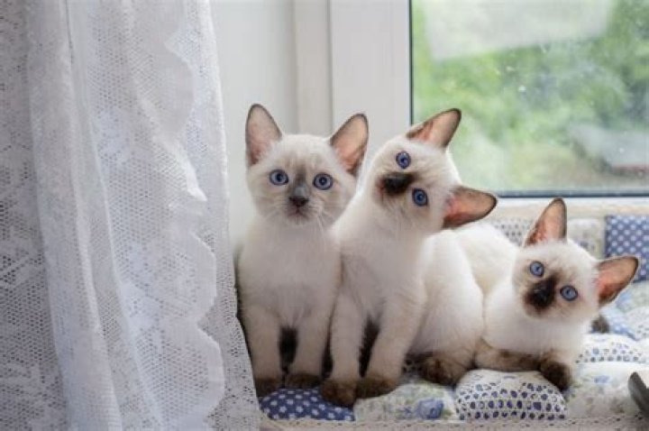 Unveiling The Enchanting World Of Kristy Lombard Pottery