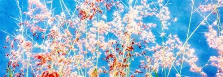 Unveiling The Enchanting World Of Ramos Florales: Discoveries And Insights