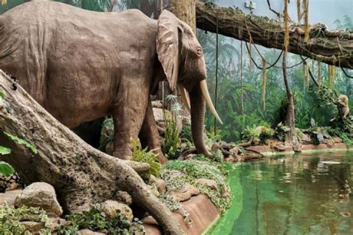 Unveiling The Secrets Of AJ Lee Kids: A World Of Discoveries