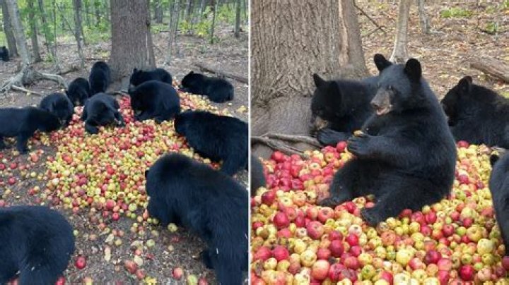 Unveiling The Secrets Of "Bear Eating Apple": Discoveries And Insights