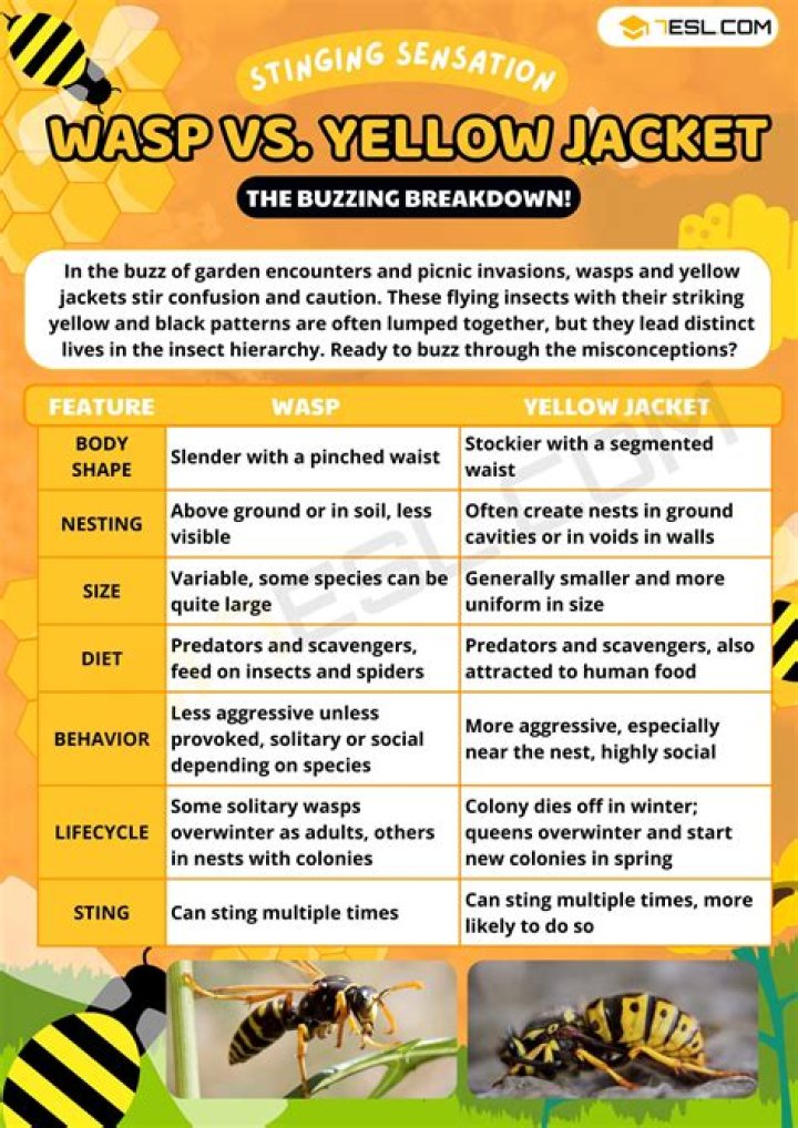 Unveiling The Surprising Connection Between Yellow Jackets And Cats