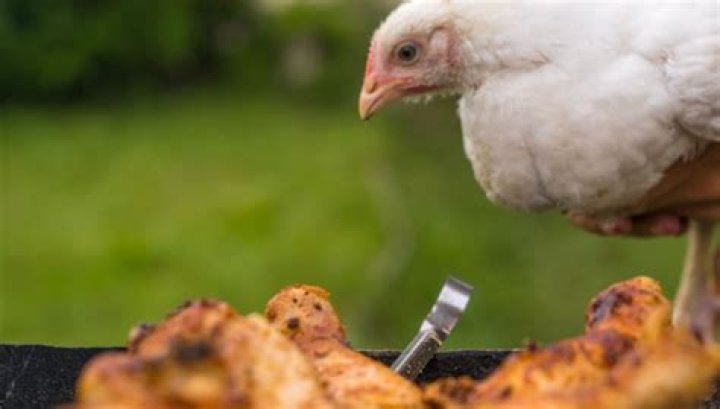 Unveiling the Truth Behind the Chicken-Eating Spider Phenomenon