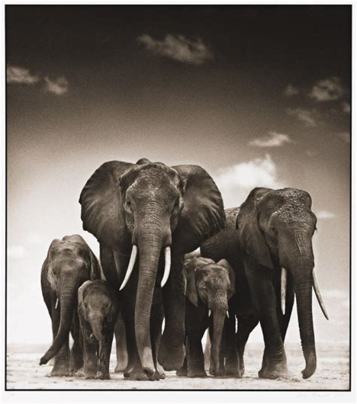 Unveiling The World Of Nick Brandt: Wildlife, Art, And Conservation