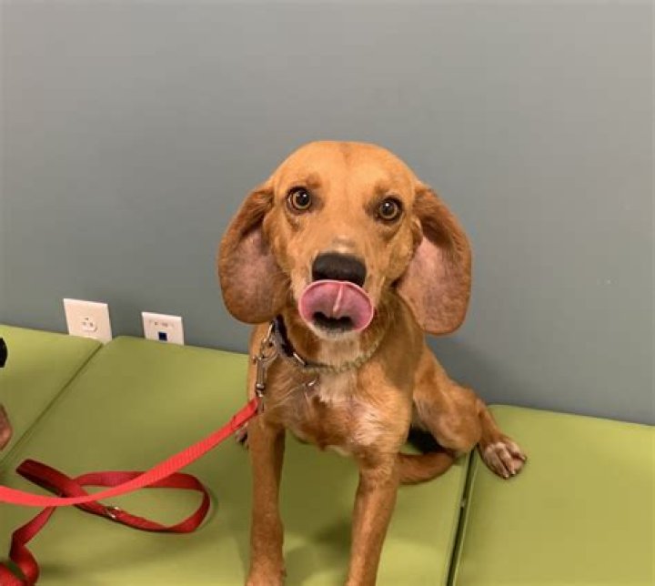 Veterinary Luminary, Animal Welfare Champion