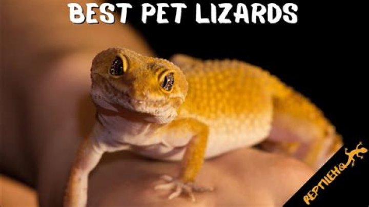 What is a Lot Lizard? The Ultimate Guide to Understanding These Unique Creatures