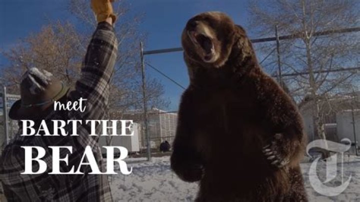Why Bart The Bear's Life Ended