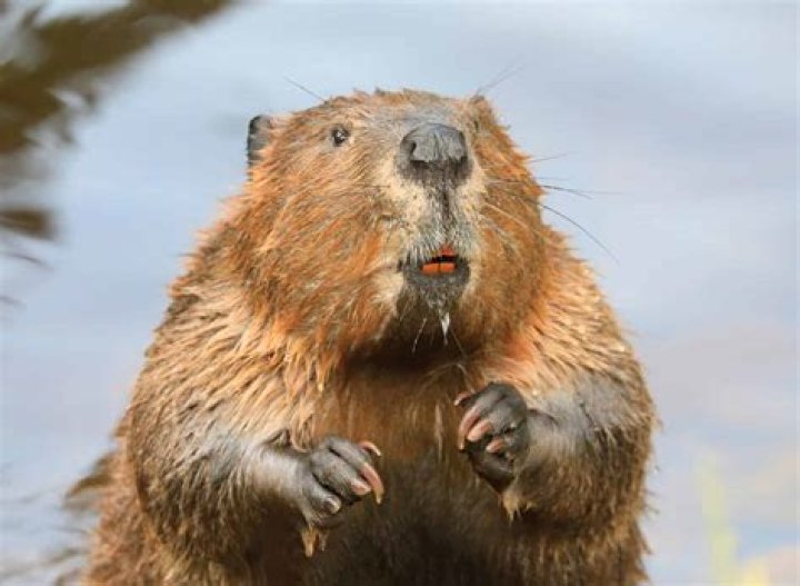 Why Was Beaver Called Beaver?